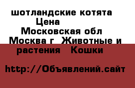 шотландские котята › Цена ­ 3 000 - Московская обл., Москва г. Животные и растения » Кошки   